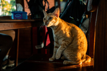 cat © Kasperz