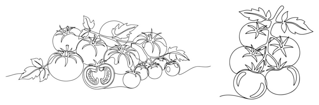 Fresh tomatoes on vine with leaves and slices in continuous line art style