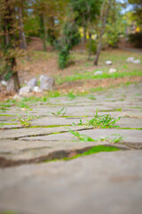 Fototapeta premium A path of stones in a botanical garden, focus on the foreground, view from the bottom angle