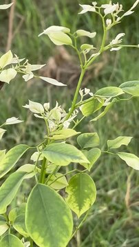 dalbergia plant leaves 