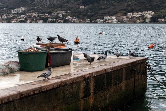 Pigeons gather on a small fishing pier in Dobrota, Bay of Kotor, Montenegro, beside nets and equipment on a cloudy spring day