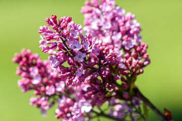 Obraz premium Close-up of fresh purple lilac buds on branch with blurred green backdrop