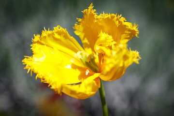 Fototapeta premium Bright yellow tulip bloom with ruffled edges and soft background focus