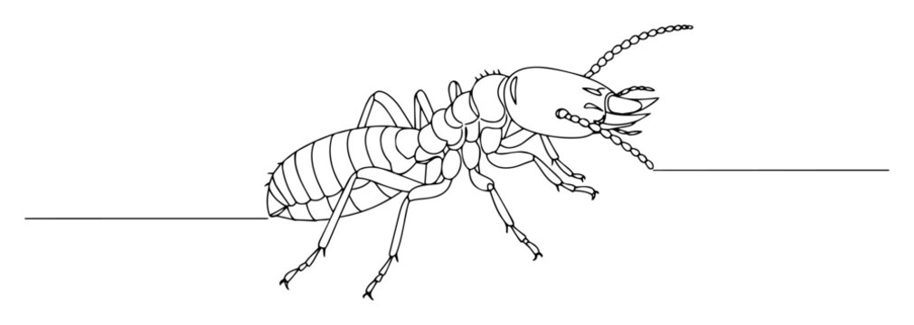 Termite insect crawling on a flat surface in continuous line drawing style