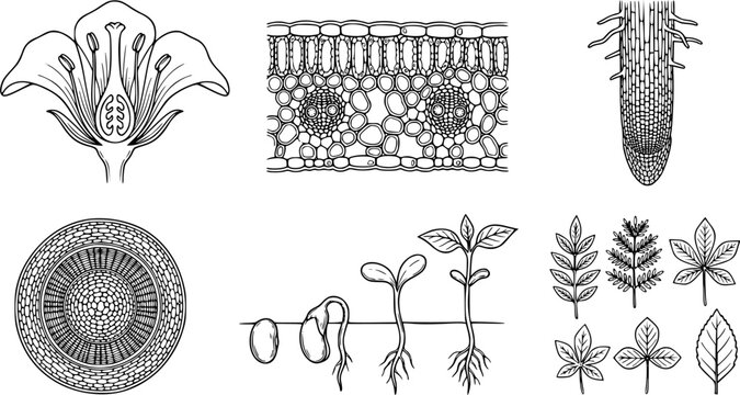 Set of botanical study diagrams showing plant anatomy including a flower cross-section, leaf cellular structure, root tip, stem cross-section, seed germination stages and various leaf shapes
