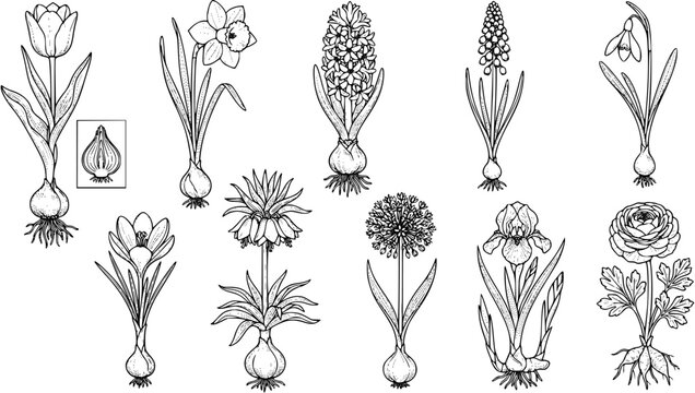 Set of spring bulb flowers with roots and bulbs in a botanical line art style