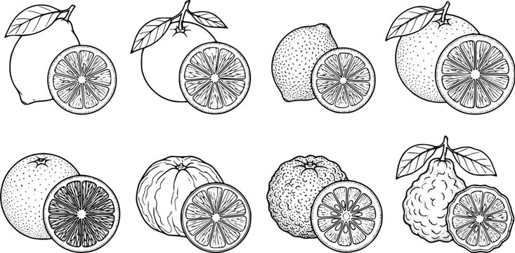 Set of citrus fruit illustrations featuring whole fruits and cross section slices in a hand drawn line art style