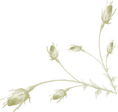 Botanical Illustration of Unbloomed Flowers