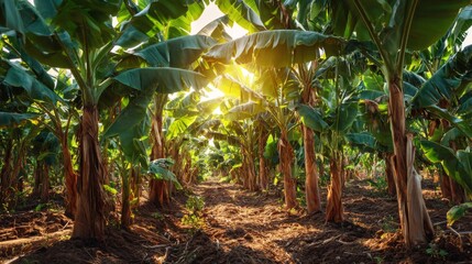 Obraz premium Lush Banana Plantation with Sunlight Filtering Through Leaves Creating a Tropical Atmosphere and Natural Beauty in Agricultural Landscape