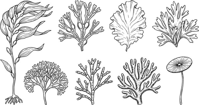 Set of hand drawn seaweed and marine algae illustrations in botanical sketch style isolated on white background.