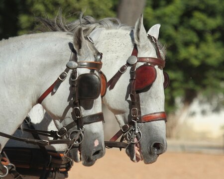 Horses in harness, pulling a carriage in Jerez,