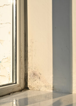 Destructive black mold growth on residential window frame and wall caused by moisture. Mold infection affects home interior. Problem with dampness and toxic mold at apartment. vertical