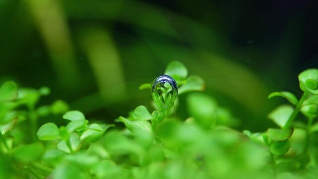 Aquascape and Aquascaping