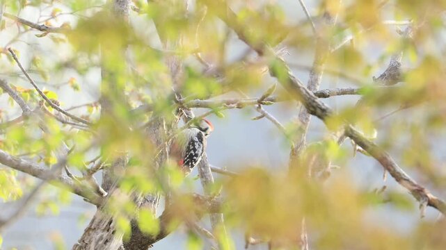 【前編】同じ幹を連続してドラミングし続けるオオアカゲラの4K映像 Part1（実録音あり）