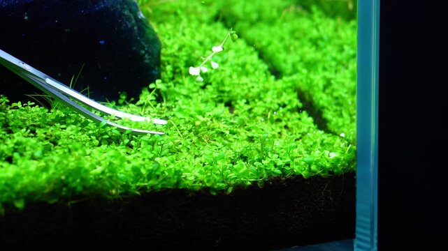 Aquascape and Aquascaping