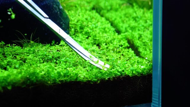 Aquascape and Aquascaping