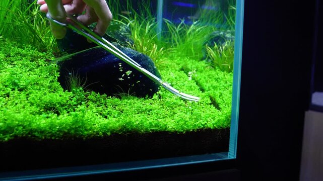 Aquascape and Aquascaping