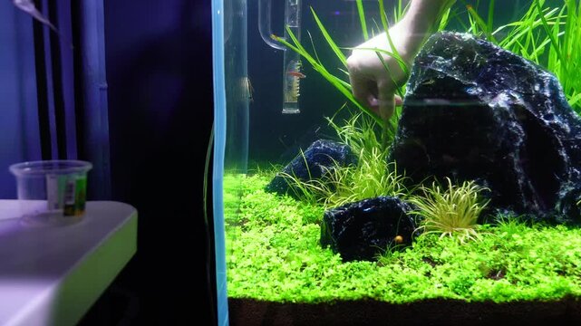 Aquascape and Aquascaping