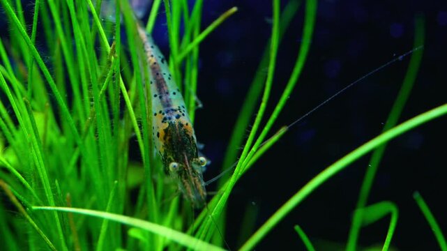 Aquascape and Aquascaping