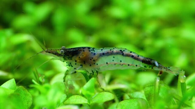 Aquascape and Aquascaping