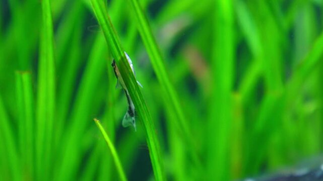 Aquascape and Aquascaping