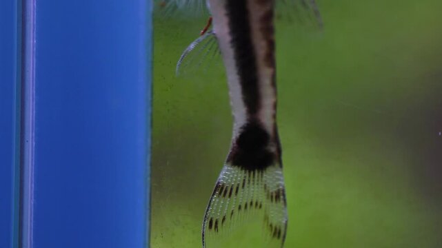 Aquascape and Aquascaping