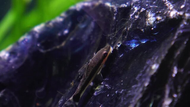 Aquascape and Aquascaping