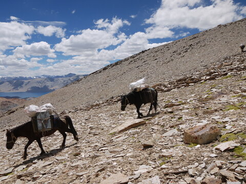 Pack horses carrying heavy expedition gear walking down a steep rocky slope in the remote wilderness of Ladakh, Himalayas.