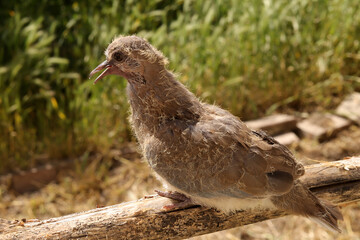 Fototapeta premium bird on a branch