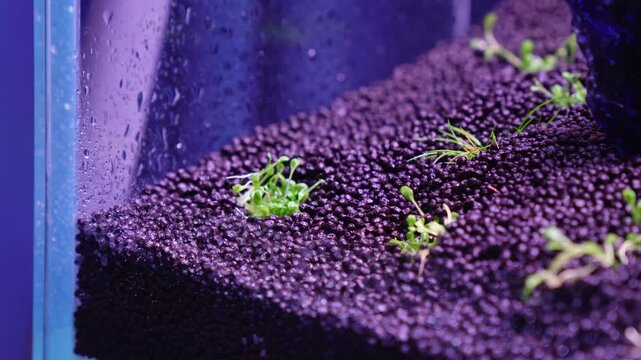 Aquascape and Aquascaping