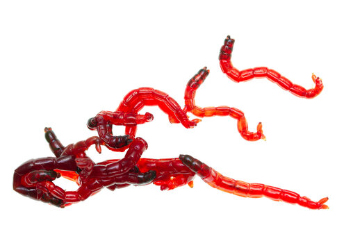 red worms for fishing bait on a white background