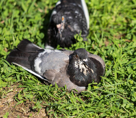 Naklejka premium Two pigeons rest on vibrant green grass