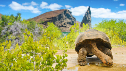 Galapagos Islands Ecuador giant tortoise walking on sandy ground near green shrubs and volcanic coast. Bartolome Island, © Grispb