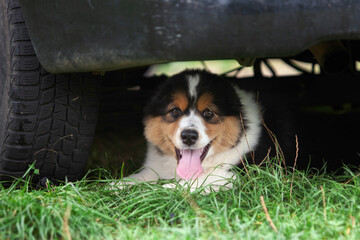 Obraz premium Australian Shepherd Puppy Resting Under Car