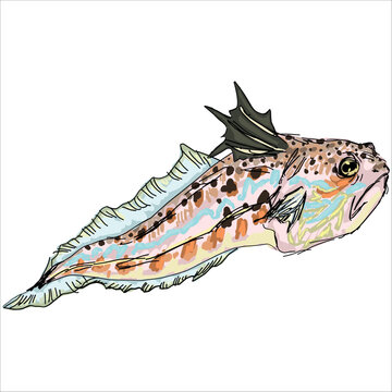 Bright and colorful venomous greater weever vector illustration isolated on white background. Artistic, digital, hand-drawn, vector illustration. Clip art. Unique stylization. Flat design for prints.