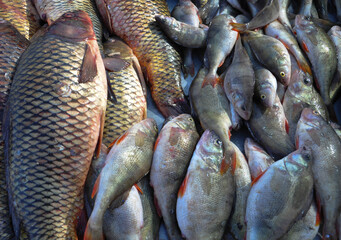 Fototapeta premium Fresh River Fish Catch at Market Close Up. Carp and Perch in Fresh Fish Harvest Close Up.