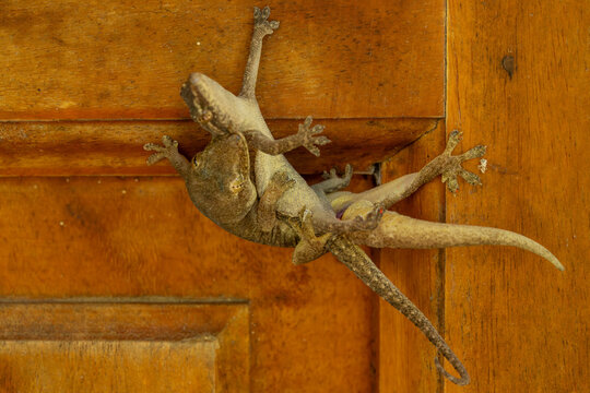 Two geckos mating on wooden door frame in tropical environment, detailed texture visible