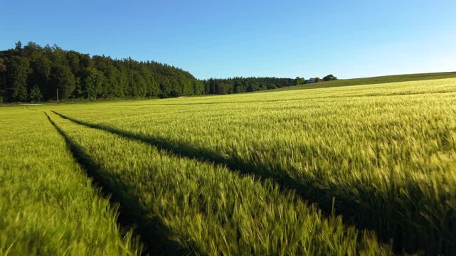 Drone footage of a green barley and wheat field in Germany. Aerial video of young crops and grain ears waving in the wind during spring growth in Bavaria
