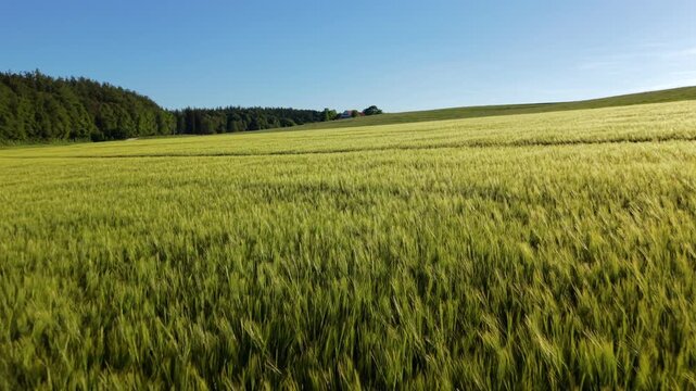 Dynamic camera movement over a German grain field in early summer. Aerial view of tractor tracks, agricultural plants and rows of unripe grain ears