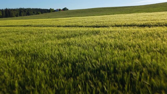 Scenic drone panorama of green wheat and rye field at heading stage. Flying shot of agricultural plants and a beautiful horizon in early summer