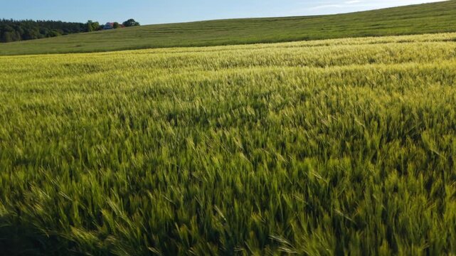 Aerial view of grain growth in late may. Flying drone shot over vast fields of green wheat and cereal crops in a peaceful rural environment in Europe