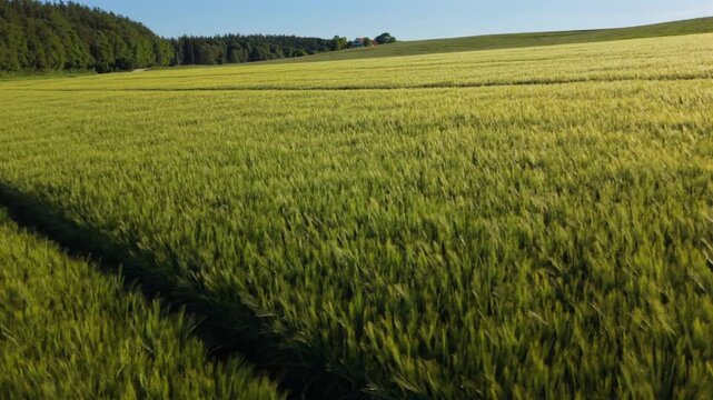 Aerial clip of a vast green field with young grain and winter wheat. Flying shot showcasing agribusiness, crop growth and future harvest in Germany