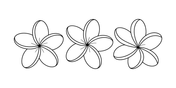 Three simple line art frangipani flowers, outline drawing