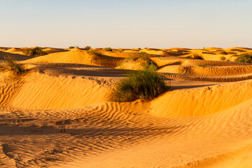 The Sahara Desert. Sandy dunes z kępami trawy pustynnej near the Ksar Ghilane oasis at golden hour. Tunisia, Africa © krysek