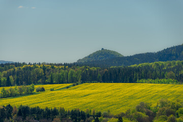 Fototapeta premium A bright yellow canola field contrasting with dark green forest under a clear sky.