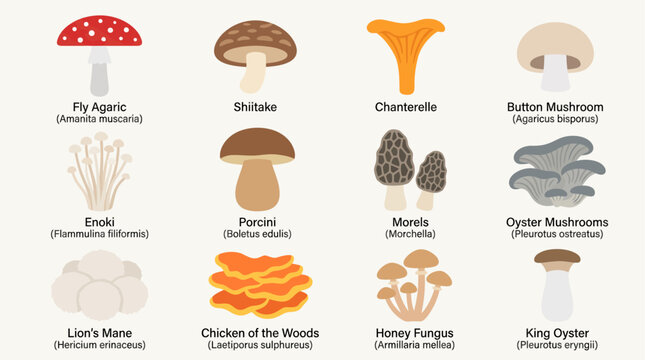 A variety of edible mushroom types.