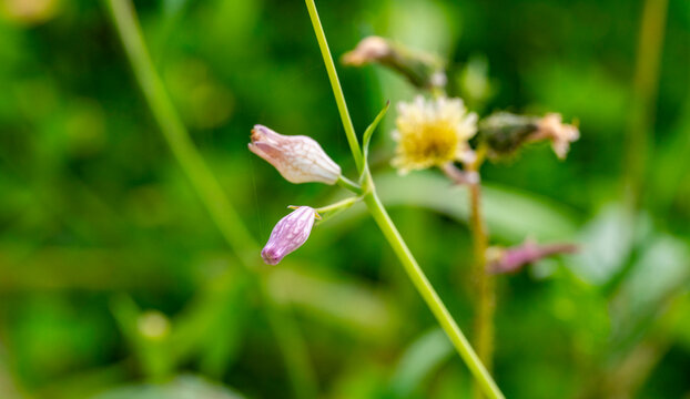 Silene vulgaris, the bladder campion or maidenstears, is a plant species of the genus Silene within the family Caryophyllaceae. Native to the Old World, the plant has been naturalized elsewhere, inclu