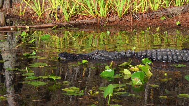 Okefenokee National Wildlife Refuge. American alligator (Alligator mississippiensis) swimming among aquatic macrophytes