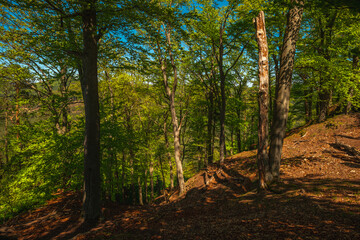 Serene woodland scene with mature trees and a weathered dead tree in a forest glade. © Aleksandr Riabinin