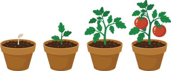 Obraz premium Tomato plant growth stages set showing seed germination through sprout development and flowering to mature ripening fruit in pot.